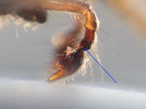 Réf. 234 881 : Tegenaria hasperi